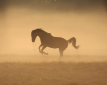 Sfondi Mustang In Dust 220x176
