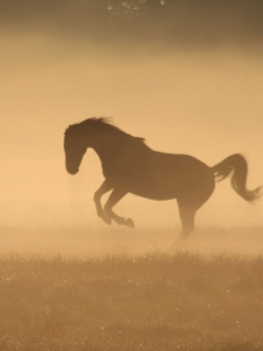 Sfondi Mustang In Dust 240x320