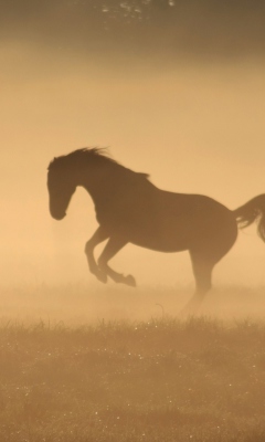 Mustang In Dust screenshot #1 240x400