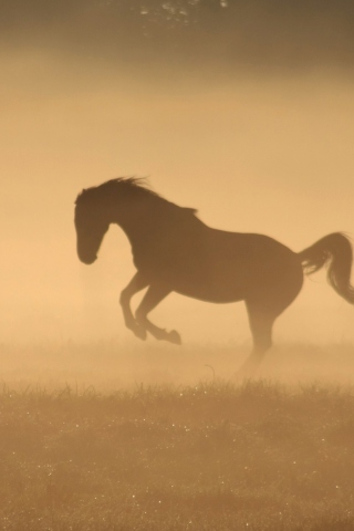 Das Mustang In Dust Wallpaper 320x480