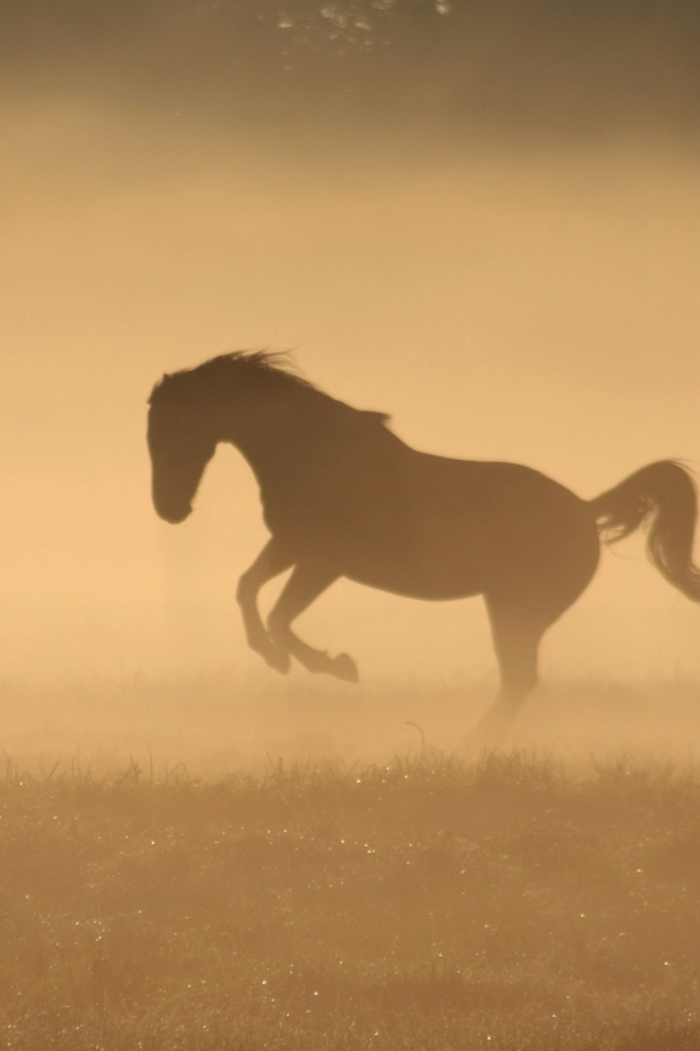 Das Mustang In Dust Wallpaper 640x960