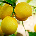 Lemon Drops wallpaper 128x128