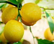 Das Lemon Drops Wallpaper 176x144