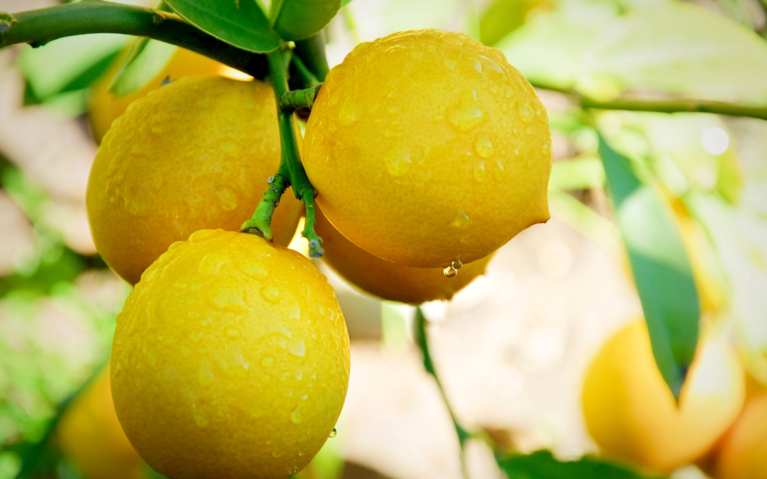 Sfondi Lemon Drops 2560x1600