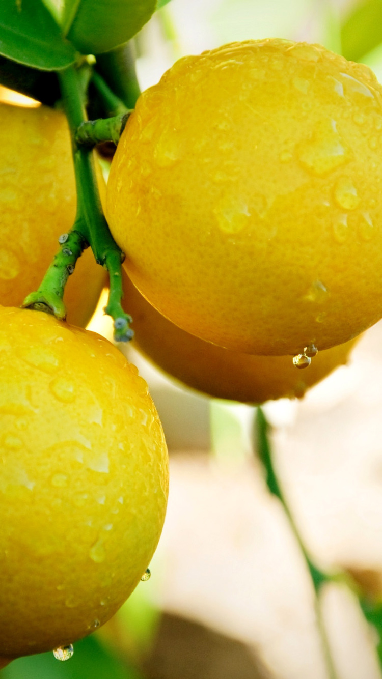 Sfondi Lemon Drops 750x1334