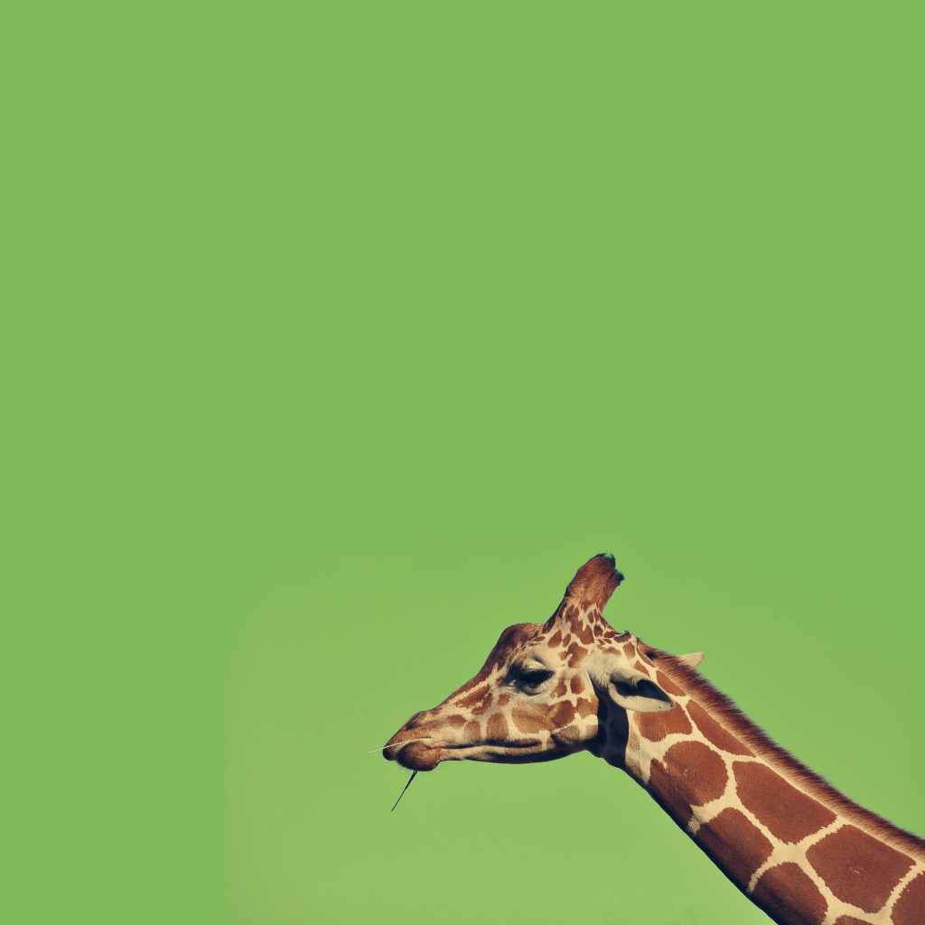Giraffe wallpaper 1024x1024