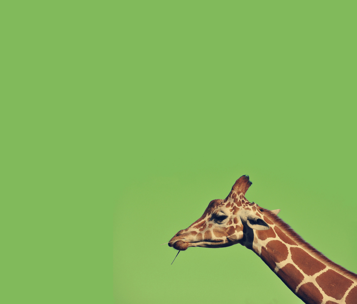 Giraffe wallpaper 1200x1024