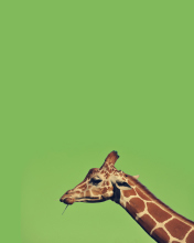 Giraffe wallpaper 176x220