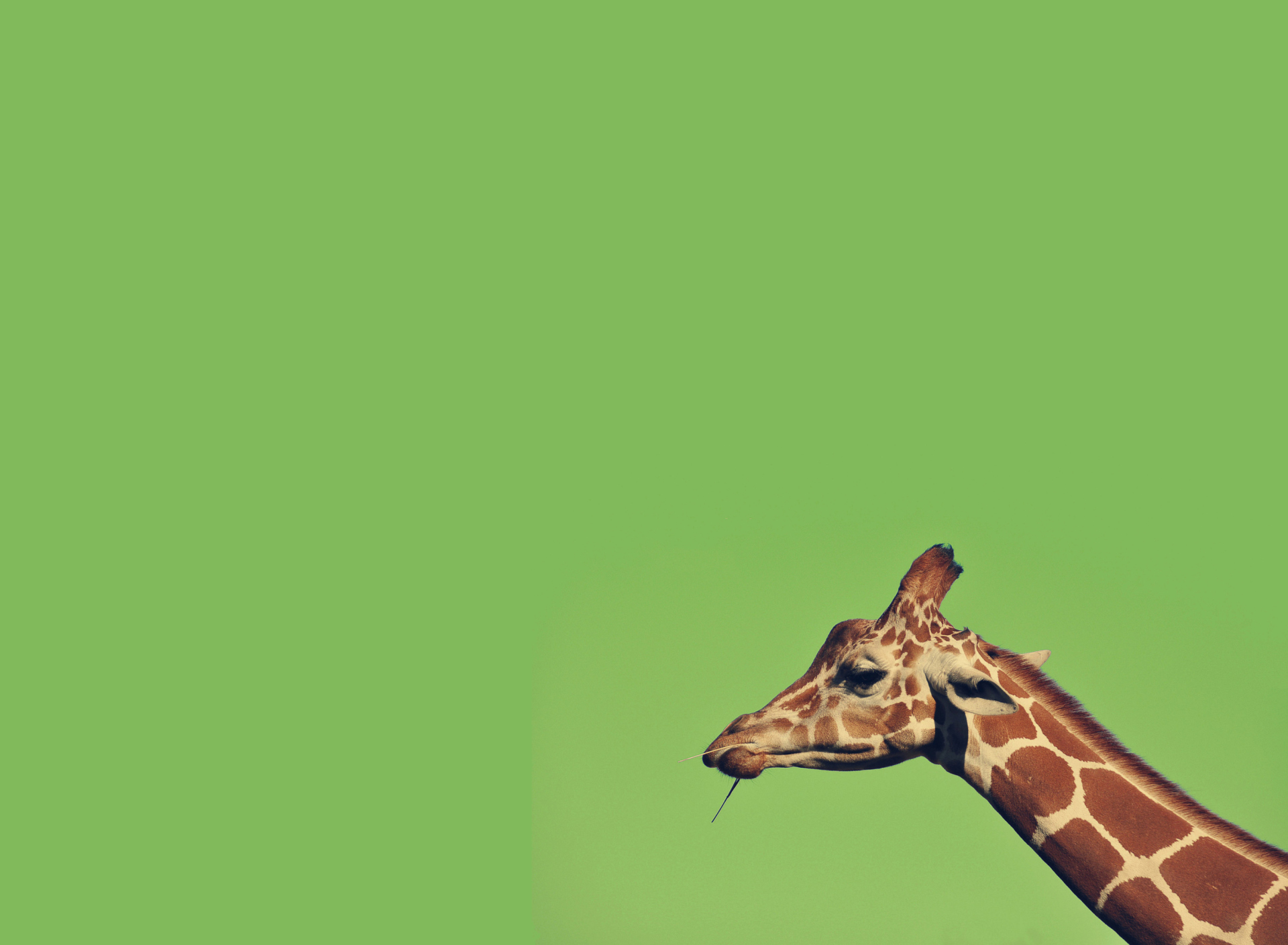 Fondo de pantalla Giraffe 1920x1408
