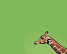 Giraffe wallpaper 220x176