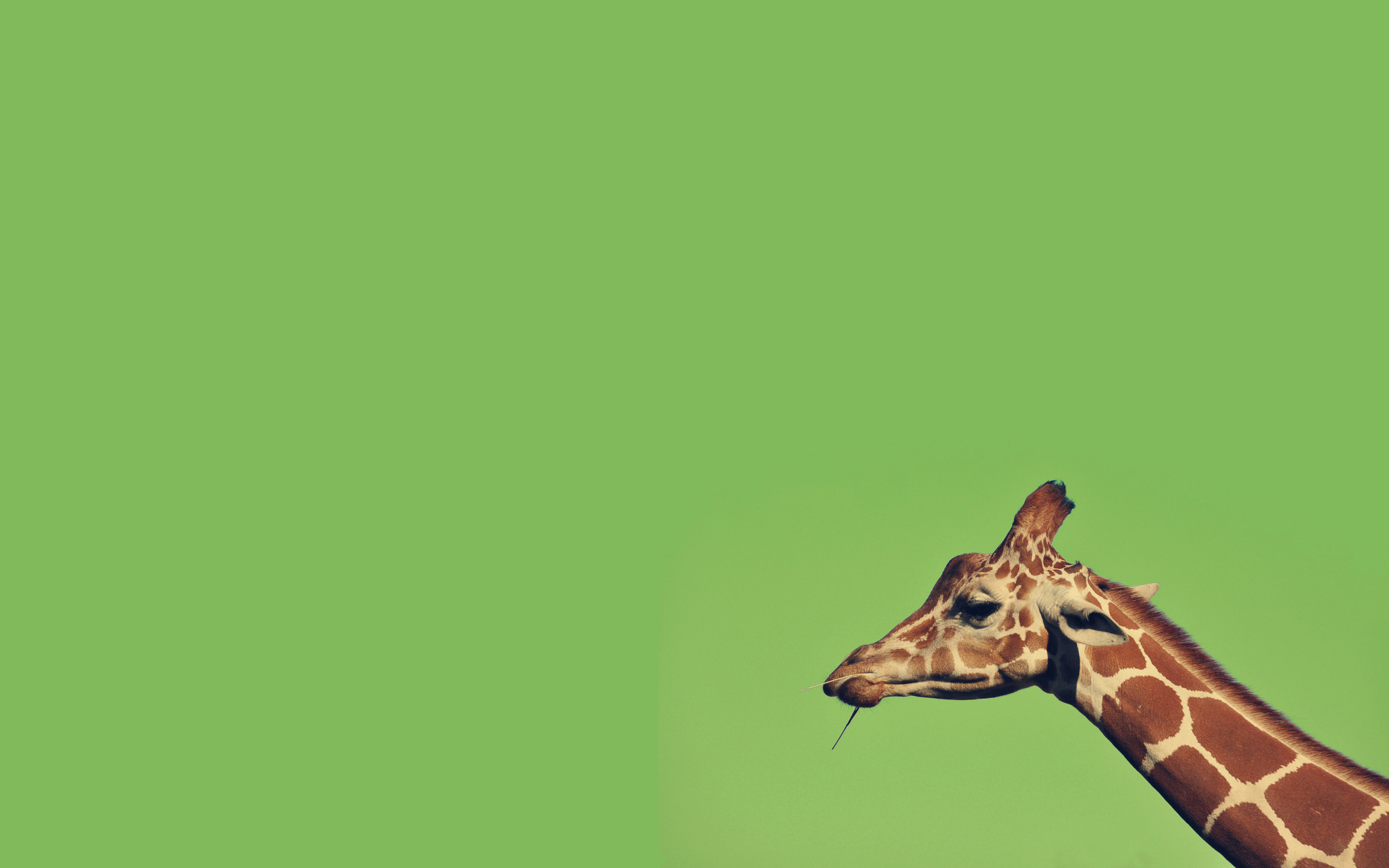 Giraffe wallpaper 2560x1600