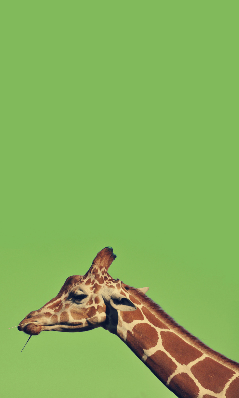 Giraffe wallpaper 480x800