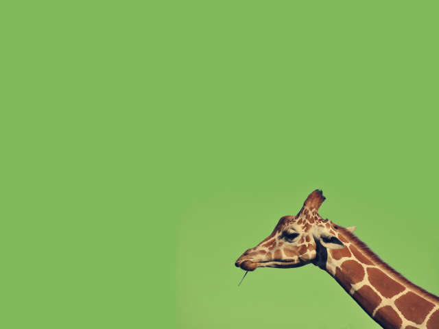 Обои Giraffe 640x480