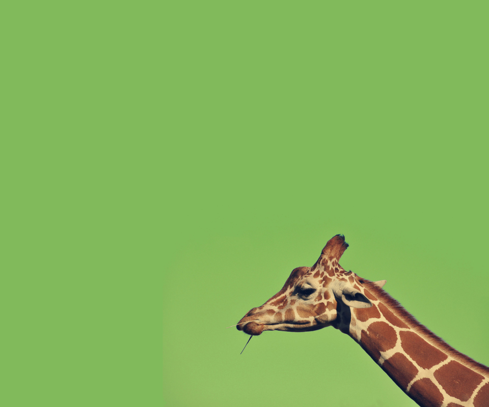 Fondo de pantalla Giraffe 960x800