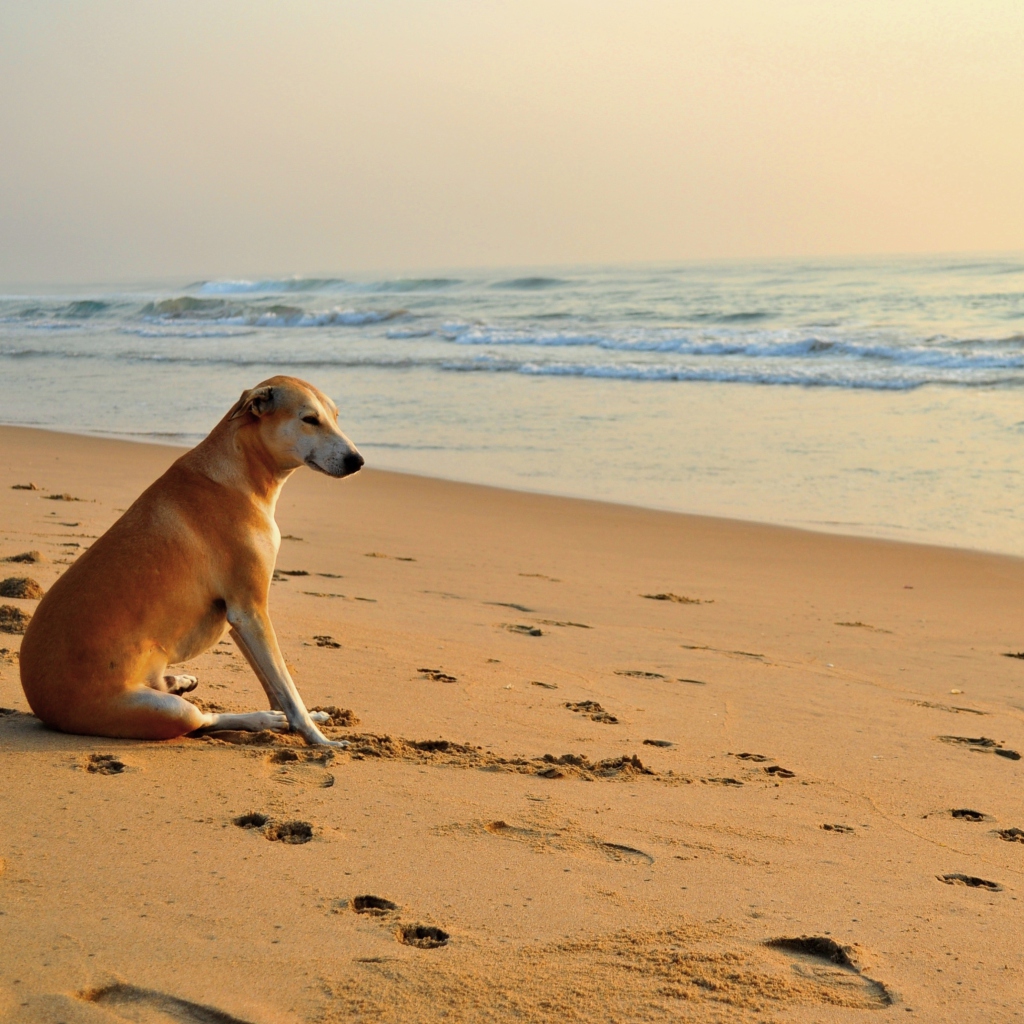Ginger Dog Looking At Sea screenshot #1 1024x1024