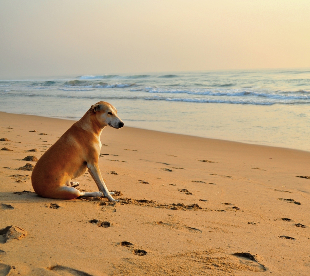 Das Ginger Dog Looking At Sea Wallpaper 1080x960