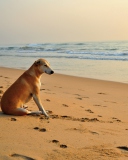 Ginger Dog Looking At Sea screenshot #1 128x160
