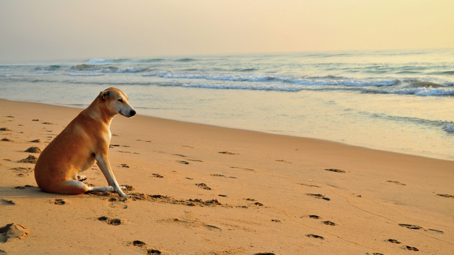 Ginger Dog Looking At Sea wallpaper 1920x1080