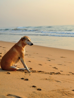 Ginger Dog Looking At Sea screenshot #1 240x320