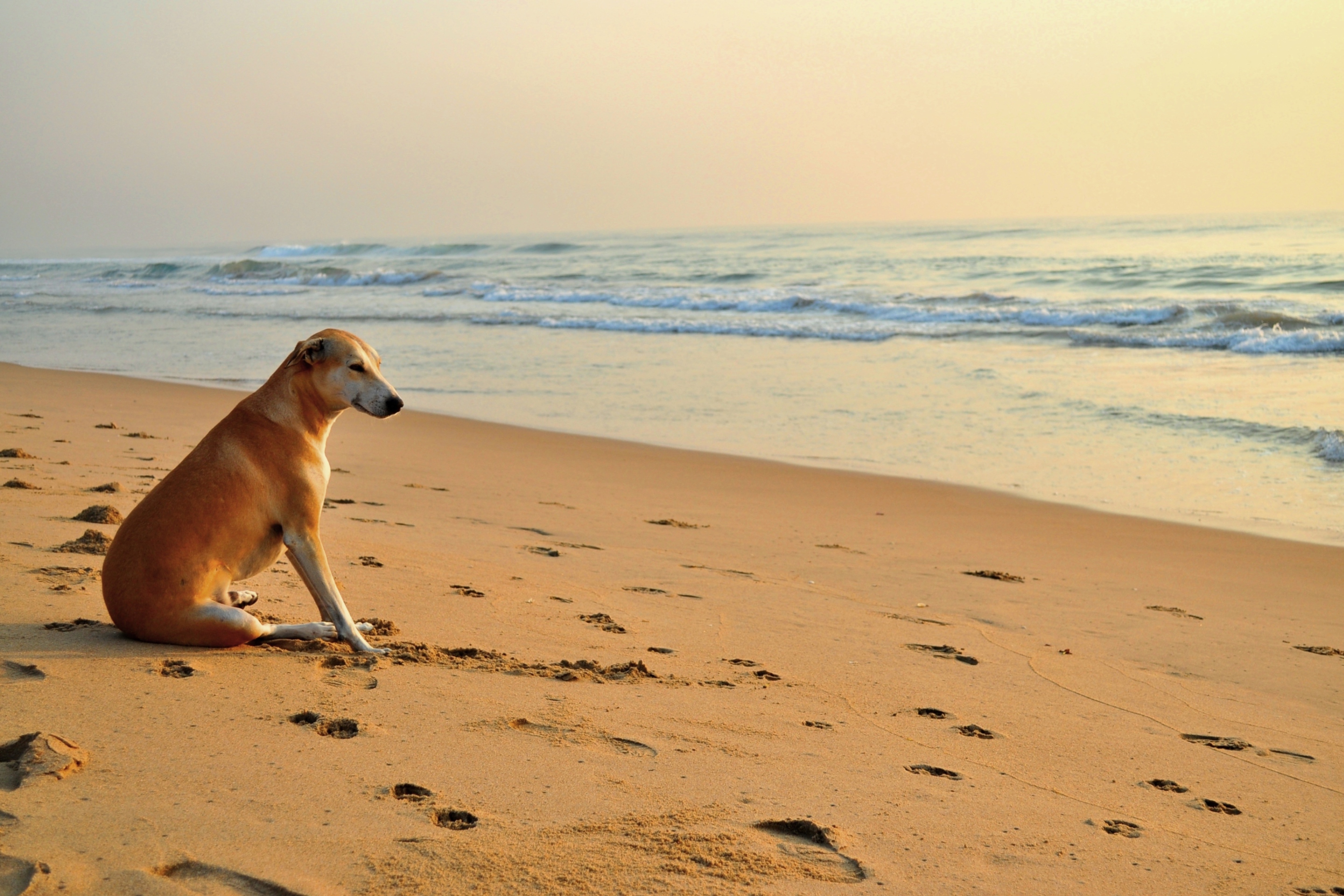 Ginger Dog Looking At Sea wallpaper 2880x1920