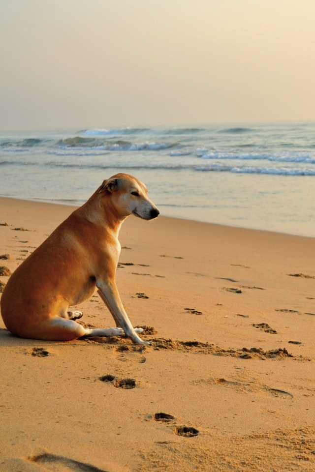 Ginger Dog Looking At Sea screenshot #1 640x960