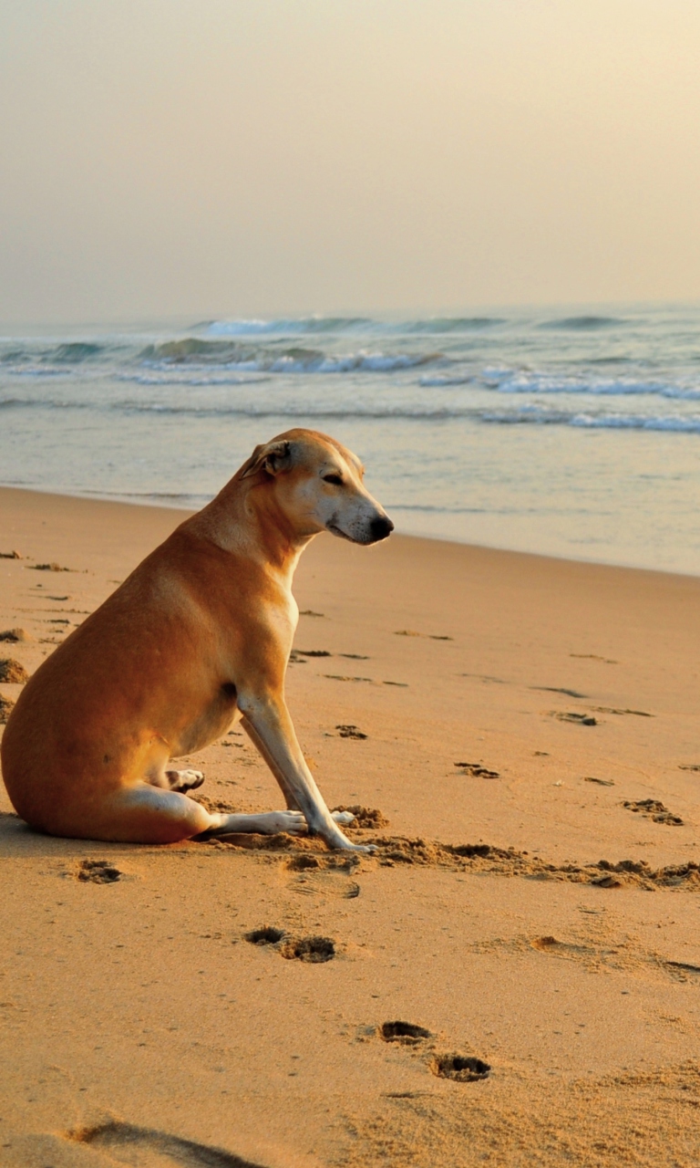 Ginger Dog Looking At Sea screenshot #1 768x1280