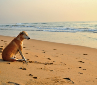Kostenloses Ginger Dog Looking At Sea Wallpaper für iPad mini 2