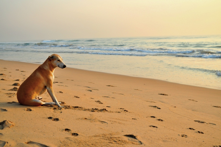 Das Ginger Dog Looking At Sea Wallpaper