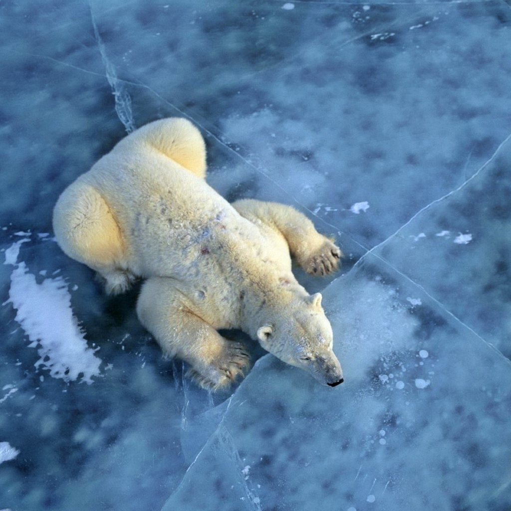 Fondo de pantalla Polar Bear On Ice 1024x1024