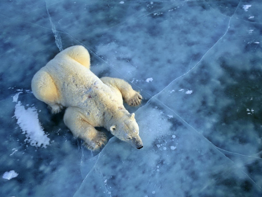 Polar Bear On Ice wallpaper 1024x768