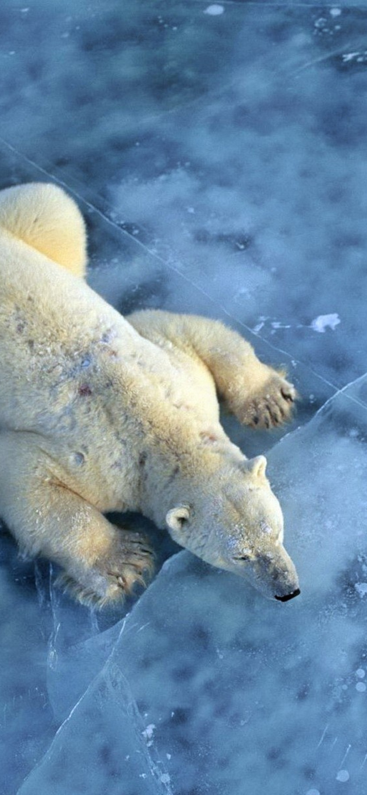 Sfondi Polar Bear On Ice 1170x2532