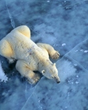 Обои Polar Bear On Ice 128x160
