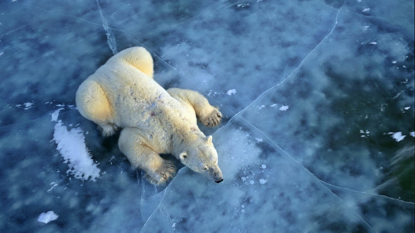 Polar Bear On Ice wallpaper 1366x768