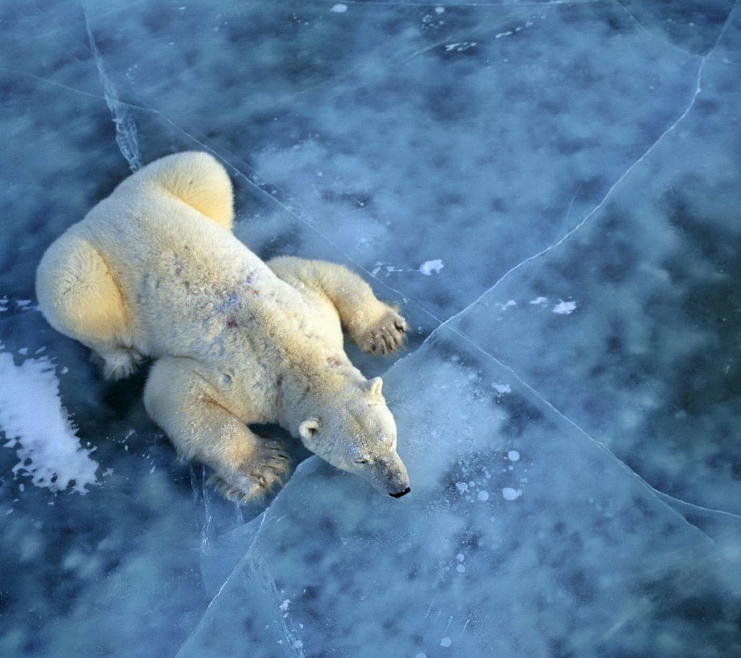 Обои Polar Bear On Ice 1440x1280