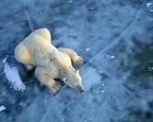 Polar Bear On Ice wallpaper 220x176