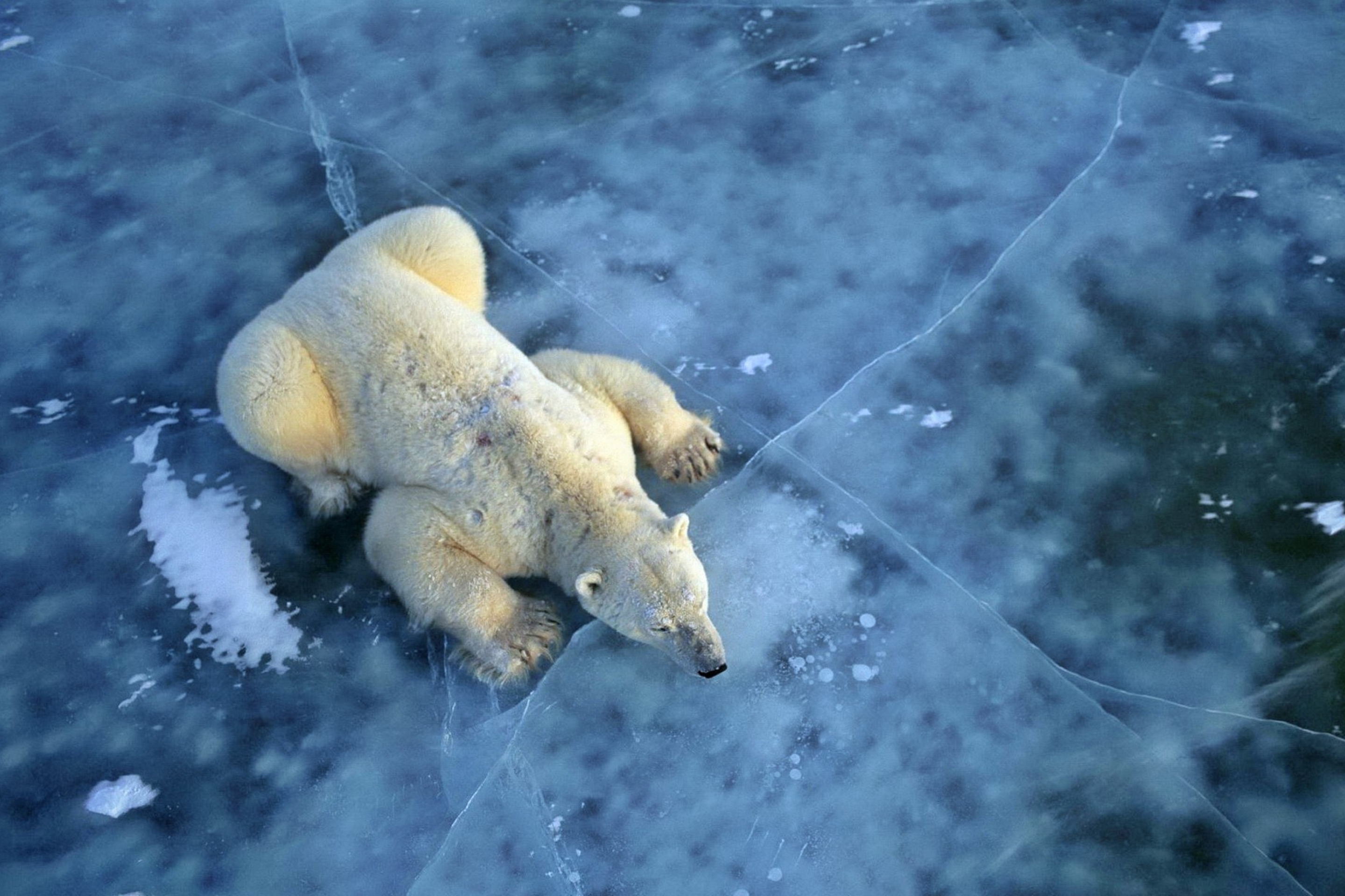 Обои Polar Bear On Ice 2880x1920