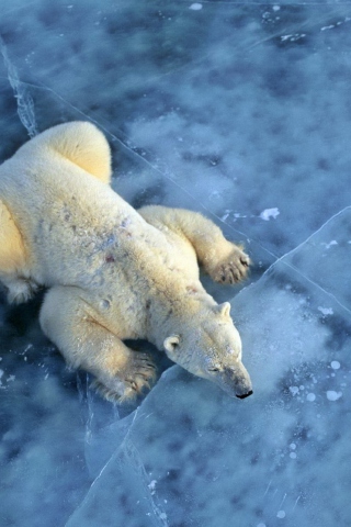 Обои Polar Bear On Ice 320x480