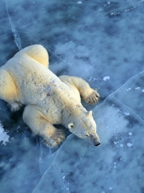 Das Polar Bear On Ice Wallpaper 480x640