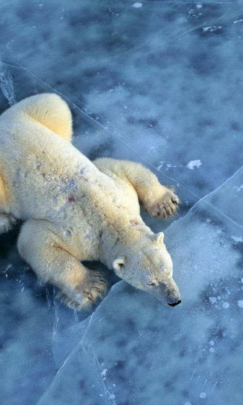 Polar Bear On Ice wallpaper 480x800