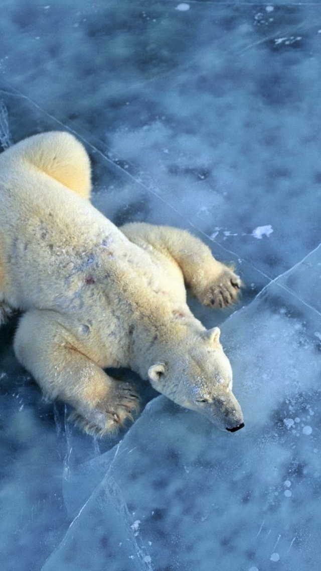 Fondo de pantalla Polar Bear On Ice 640x1136