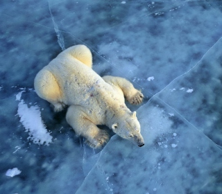 Kostenloses Polar Bear On Ice Wallpaper für 1024x1024