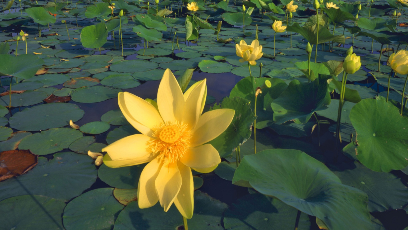 Water Lilies screenshot #1 1600x900