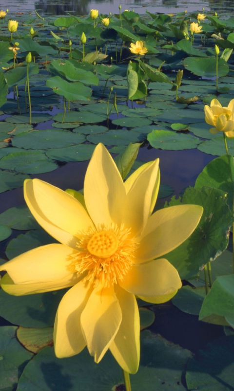 Water Lilies screenshot #1 480x800