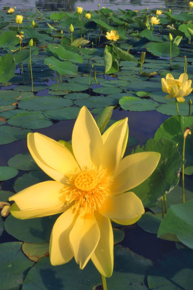 Water Lilies screenshot #1 640x960