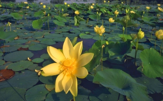 Water Lilies Wallpaper for Android, iPhone and iPad