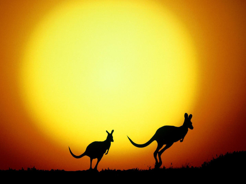 Fondo de pantalla Kangaroo At Sunset 1024x768
