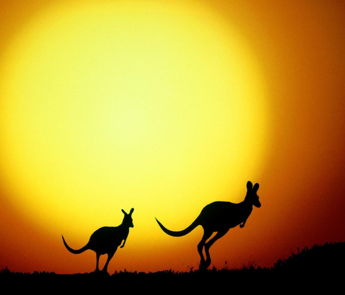 Обои Kangaroo At Sunset 1200x1024