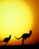 Das Kangaroo At Sunset Wallpaper 128x160