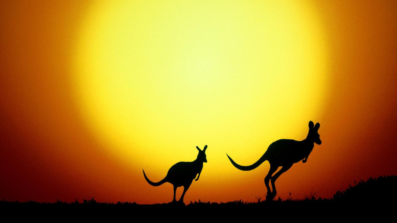 Das Kangaroo At Sunset Wallpaper 1366x768