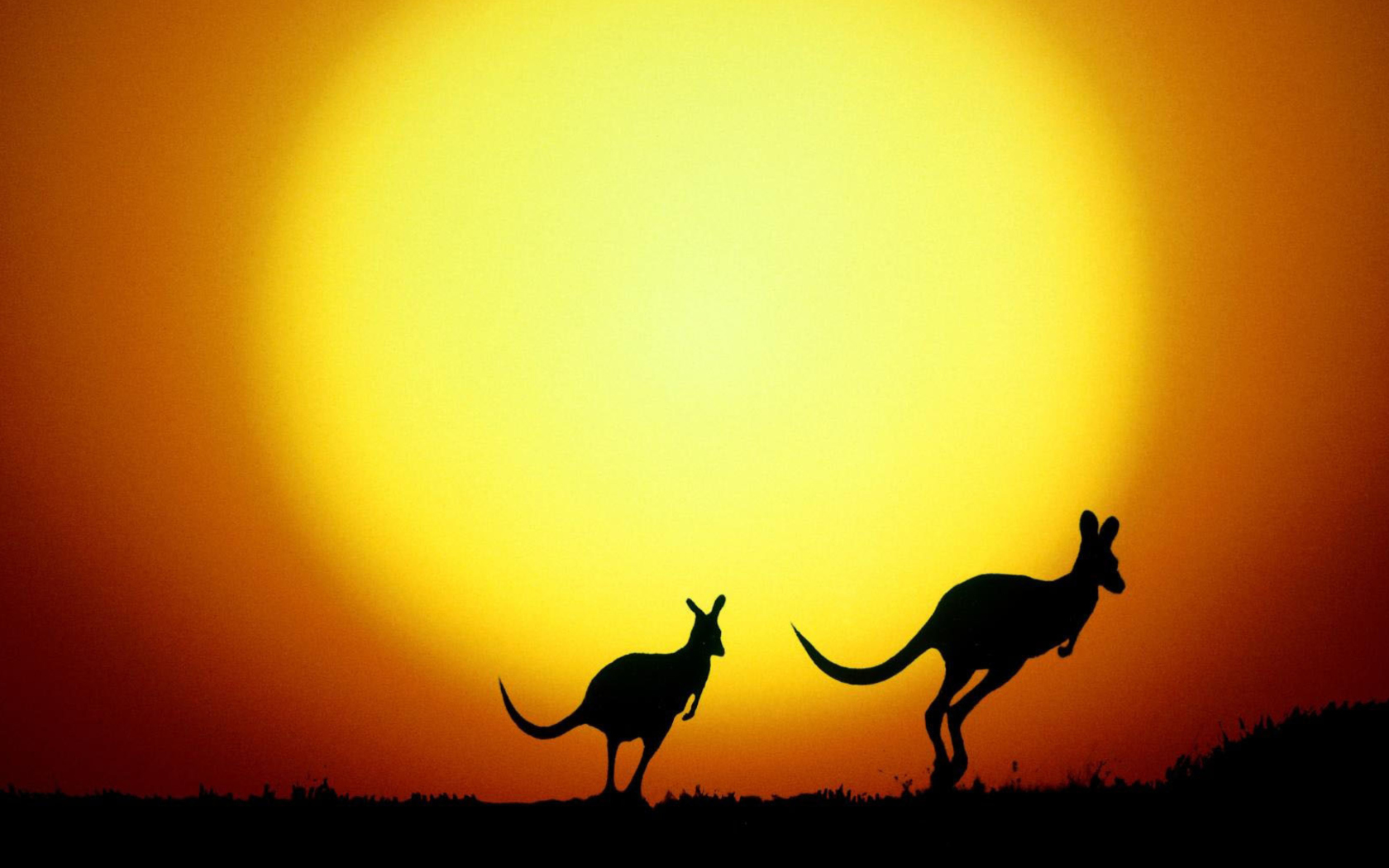 Screenshot №1 pro téma Kangaroo At Sunset 1680x1050